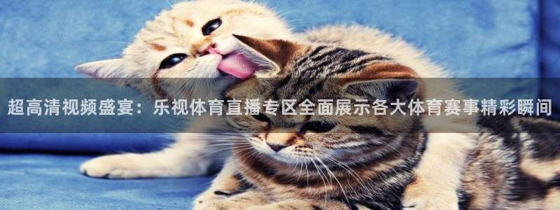 超高清视频盛宴：乐视体育直播专区全面展示各大体育赛事精彩瞬间